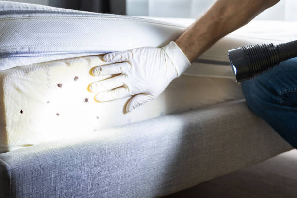 Best Emergency Pest Control  in Beaver Dam, KY